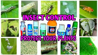 Insecticides Using Guide  How To Use Insecticides  How To Control Plant Diseases  IN HINDI [upl. by Hujsak]