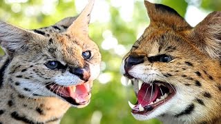 Savannah Cat vs Serval  Understanding The Differences [upl. by Suellen71]