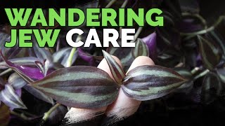 Wandering Jew Plant Care Growing Tradescantia Zebrina [upl. by Goodrow]