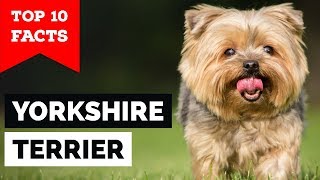 Yorkshire Terrier – Top 10 Facts Toy Dog [upl. by Nylirrej493]