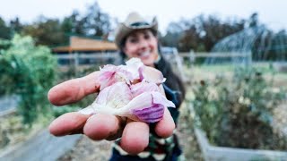 How To Grow GARLIC from Start to Finish [upl. by Marten]