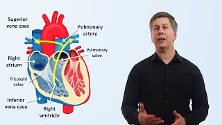 The Cardiovascular System An Overview [upl. by Elleniad]