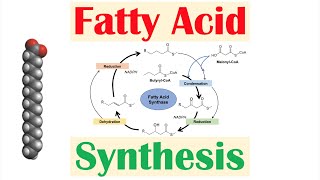 Fatty Acid Synthesis Pathway Overview Enzymes and Regulation [upl. by Nylcoj988]