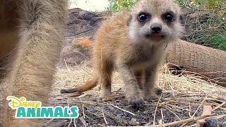 Meerkats  Disney Animals  Disney Junior [upl. by Erotavlas918]