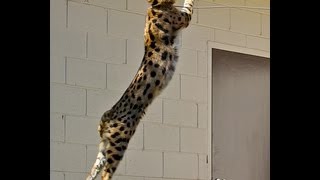 Coolest Serval Jump [upl. by Wheelwright]