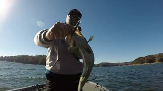 Lake Hiwassee Fishing Guide Big SMALLMOUTH [upl. by Mureil569]