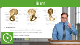 Ilium Body amp Bony Landmarks – Anatomy  Lecturio [upl. by Neelsaj582]