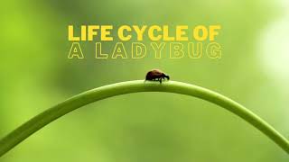 Ladybug  Life Cycle  Learn Facts about Ladybugs [upl. by Auoy]