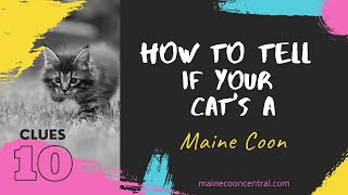 How To Tell If Your Cat Is A Maine Coon 10 Simple Ways [upl. by Leval495]