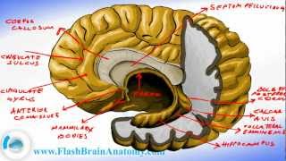 Vestibular apparatus inner ear anatomy [upl. by Roldan]