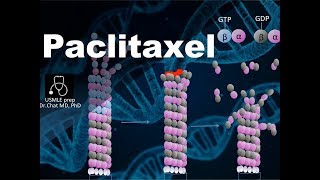 Paclitaxel Mechanism of action⑦ [upl. by Aihsyn893]