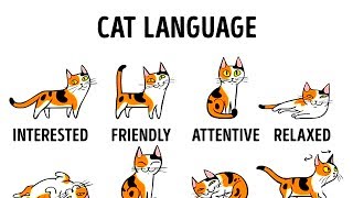 HOW TO UNDERSTAND YOUR CAT BETTER [upl. by Oirotciv]