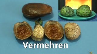 Cherimoya die Aussaat und interessante Erkenntnisse [upl. by Asenaj]