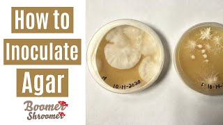 How to Inoculate Agar [upl. by Anahsirk]