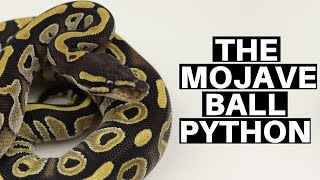 Morph Guide 2 The Mojave Ball Python  Benjamins Exotics [upl. by Essam929]