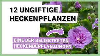 12 UNGIFTIGE Heckenpflanzen für einen kinder und tierfreundlichen Garten [upl. by Adnahsal]