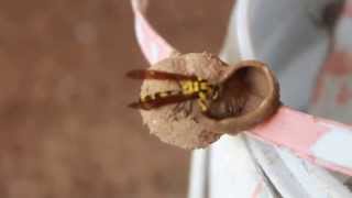 Mud Dauber Wasp Making Nest HD [upl. by Einberger960]