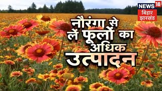 Gaillardia की खेती से अधिक फूलोत्पादन के तरीके  Blanket Flower Farming  Annadata [upl. by Nrehtac670]