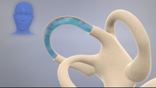 How the Inner Ear Balance System Works  Labyrinth Semicircular Canals [upl. by Anselma]