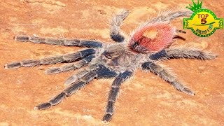 World Top 5 Biggest Land Spiders [upl. by Sairu733]