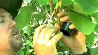 Cherimoya Hand Pollination [upl. by Terrance645]