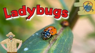 Amazing Ladybug Facts For Kids  Kids Nature Show [upl. by Hemminger]