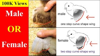 How to Identify Male and Female Chicks [upl. by Asirap499]