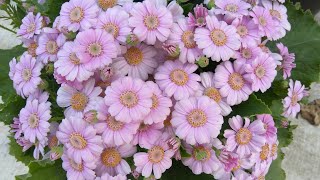 How to grow and care for Paricallis Hybrida Florists Cineraria [upl. by Launce978]