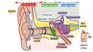 Anatomie de loreille 👂 [upl. by Phineas]