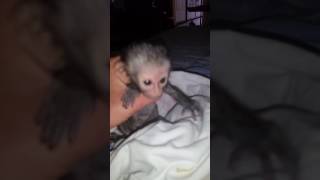 Tiniest baby monkey rescued [upl. by Eendys]