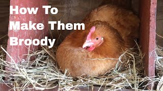 How to Make Hens Broody [upl. by Nayrbo]