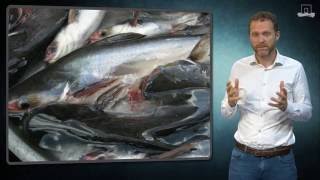 Is Pangasius safe to eat [upl. by Sorel]