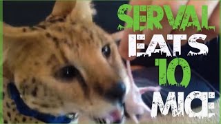 Serval Eats 10 Live Mice [upl. by Aztiraj121]