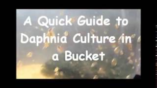 How to culture daphnia outside [upl. by Yeldua]