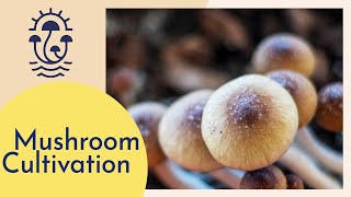 Mushroom Cultivation Tour How to Grow Mushrooms [upl. by Aiekal]