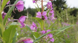 How To Harvest amp Process Fireweed [upl. by Aecila]