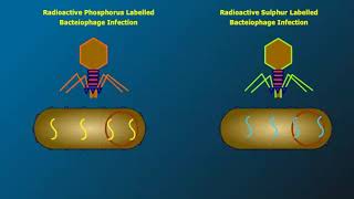 Hershey and Chase Experiment [upl. by Bywaters]