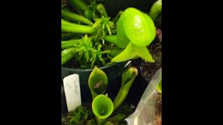 Heliamphora Update 1 [upl. by Latashia]