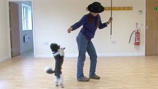 Dancing with dogs an introduction [upl. by Chappell]