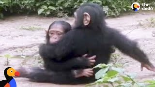 Baby Chimp Rescued from Chains is Finally Happy and Free  The Dodo [upl. by Beutner]