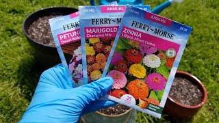 Planting Annual Flower Seeds in Containers  Marigolds Petunias and Zinnias [upl. by Lida]