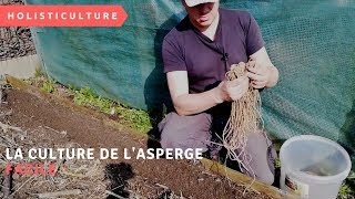 la culture de lasperge facile [upl. by Lednar]