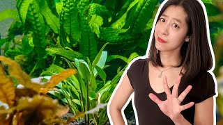 5 Things I Wish I Knew Before Buying New Aquarium Plants [upl. by Ynneh]