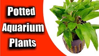 Simple Guide to Planting a NEW quotPotted Aquarium Plantquot [upl. by Lyndsie]