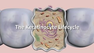 Lifecycle of the Keratinocyte [upl. by O'Hara]