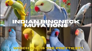 INDIAN RINGNECK PARROT MUTATION COLORS [upl. by Noimad]