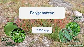 Polygonaceae [upl. by Camilla529]