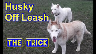 Husky Dog Off Leash Training The Trick Helpful for any dog [upl. by Ailad]