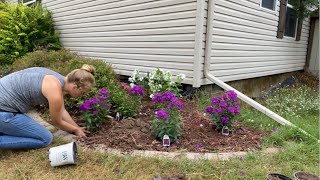 Planting Phlox Perennials [upl. by Lessig]