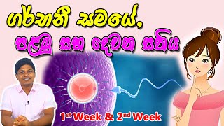 Pregnancy 1st and 2nd Week  Sinhala Medical Review  අම්මයි බබයි [upl. by Adin]